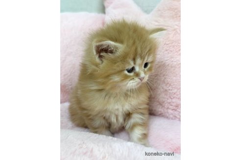 販売中の神奈川県のサイベリアン-113834の3枚目