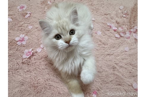販売中の千葉県のマンチカン-109207の5枚目