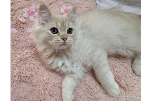 販売中の千葉県のマンチカン-108570の3枚目