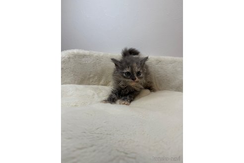販売中の埼玉県のセルカークレックス-113753の3枚目