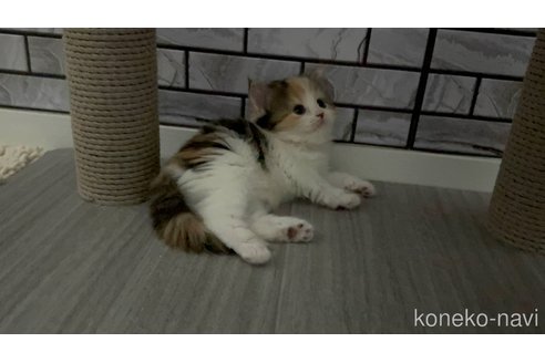 販売中の福岡県のマンチカン-113841の2枚目