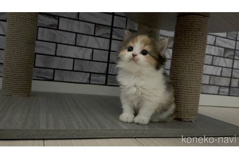 販売中の福岡県のマンチカン-113841の3枚目