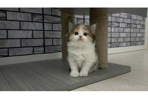販売中の福岡県のマンチカン-113841の1枚目
