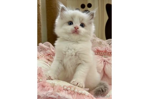 成約済の埼玉県のラグドール-113842の23枚目