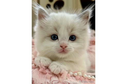 成約済の埼玉県のラグドール-113842の21枚目
