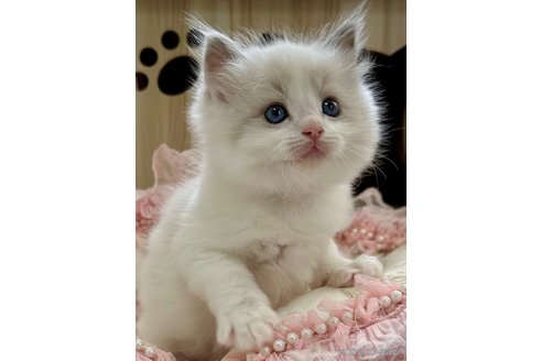 超特価SALE開催！ 埼玉県のラグドール｜男の子・2025/02/26生まれ・甘ったれの ブレスレット・バングル