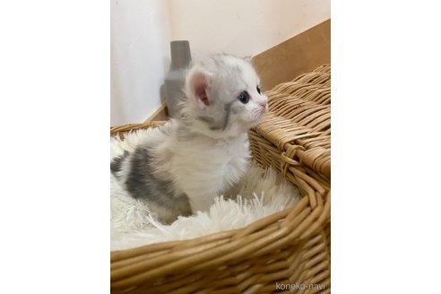 販売中の福岡県のスコティッシュフォールド-113089の23枚目