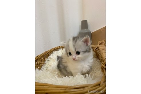 販売中の福岡県のスコティッシュフォールド-113089の22枚目