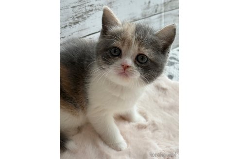 成約済の奈良県のスコティッシュフォールド-113877の3枚目