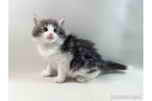 成約済の福岡県のノルウェージャンフォレストキャット-113878の2枚目