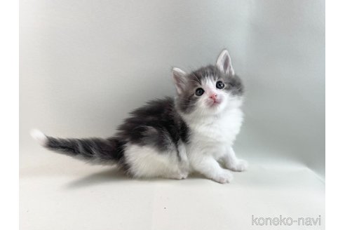 成約済の福岡県のノルウェージャンフォレストキャット-113878の3枚目