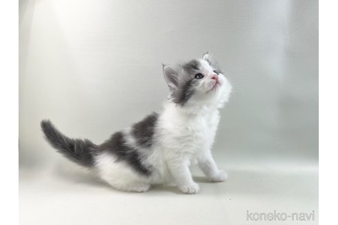 成約済の福岡県のノルウェージャンフォレストキャット-113879の4枚目