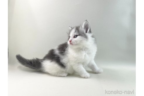 成約済の福岡県のノルウェージャンフォレストキャット-113879の7枚目