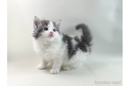 成約済の福岡県のノルウェージャンフォレストキャット-113879の9枚目
