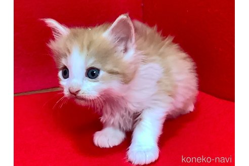 販売中の群馬県のメインクーン-113882の3枚目
