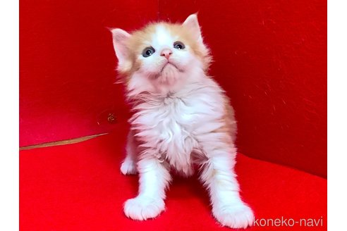 販売中の群馬県のメインクーン-113882の4枚目