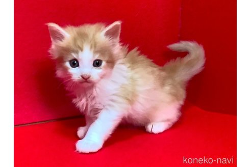 販売中の群馬県のメインクーン-113882の5枚目