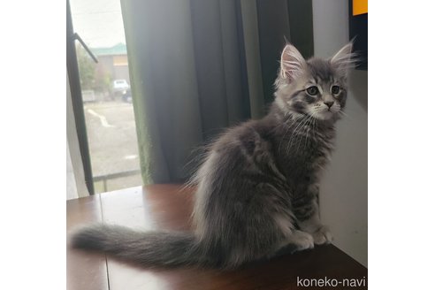 成約済の千葉県のメインクーン-109278の2枚目