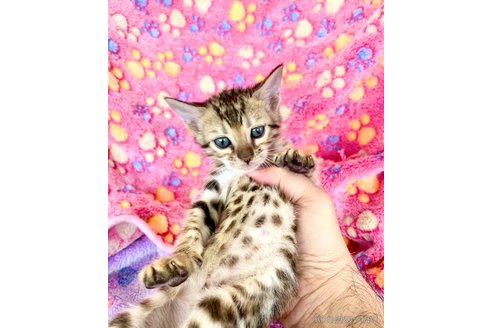 販売中の東京都のベンガル-113177の6枚目