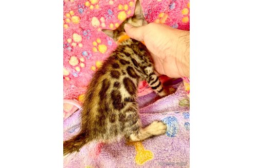 販売中の東京都のベンガル-113177の2枚目
