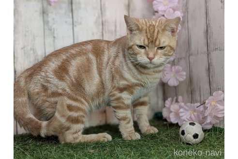成約済の三重県のアメリカンショートヘア-113885の2枚目