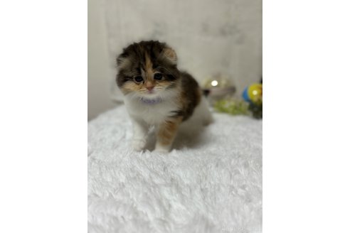 成約済の埼玉県のスコティッシュフォールド(折れ耳)-112161の3枚目