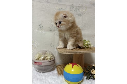 成約済の埼玉県のスコティッシュフォールド(折れ耳)-112162の5枚目