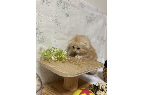 成約済の埼玉県のスコティッシュフォールド(折れ耳)-112162の4枚目