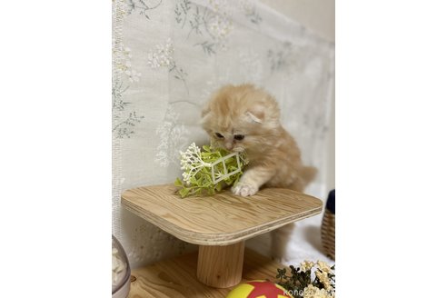 成約済の埼玉県のスコティッシュフォールド(折れ耳)-112162の2枚目