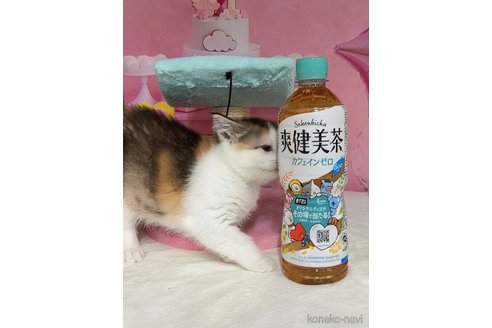 成約済の千葉県のマンチカン-113932の5枚目