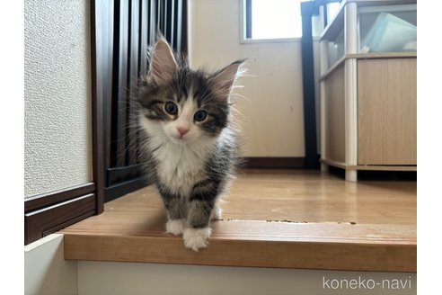 成約済の兵庫県のノルウェージャンフォレストキャット-113232の2枚目