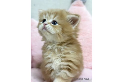 成約済の神奈川県のサイベリアン-113942の6枚目