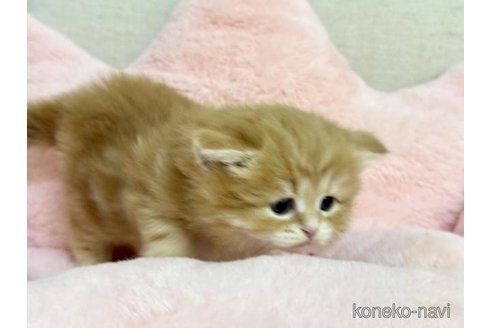 成約済の神奈川県のサイベリアン-113942の4枚目