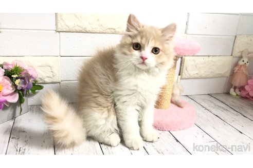 販売中の埼玉県のブリティッシュショートヘア-107260の3枚目