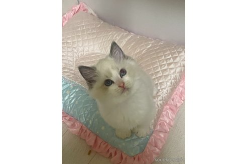 販売中の群馬県のラグドール-113952の3枚目