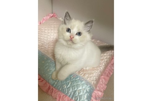販売中の群馬県のラグドール-113952