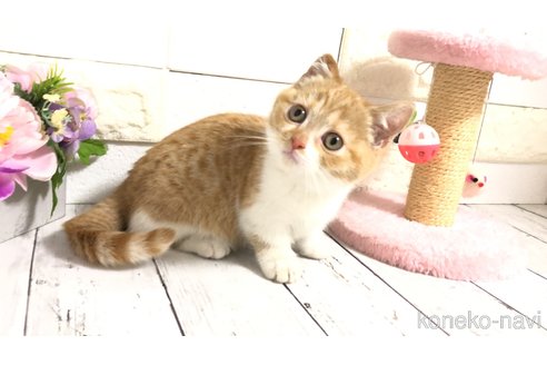 販売中の埼玉県のマンチカン(短足)-110890の8枚目