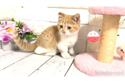 販売中の埼玉県のマンチカン(短足)-110890の9枚目