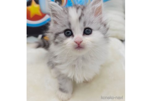 販売中の埼玉県のサイベリアン-111872の1枚目