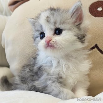 販売中の埼玉県のサイベリアン-111872の4枚目