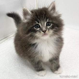成約済の愛知県のノルウェージャンフォレストキャット-113963の3枚目