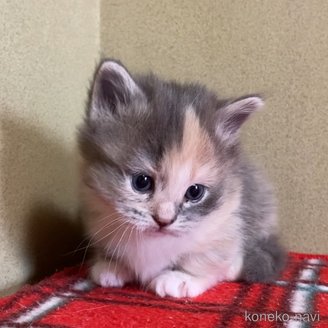 販売中の徳島県のミヌエット(短足)-113964の2枚目