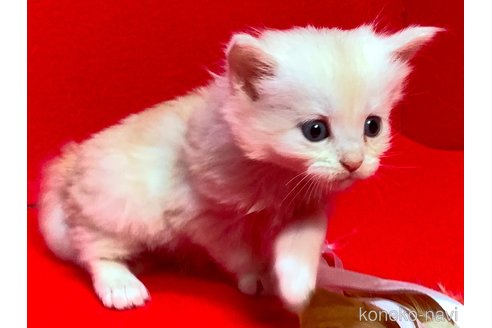 販売中の群馬県のメインクーン-113968の2枚目