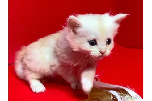 販売中の群馬県のメインクーン-113968の3枚目