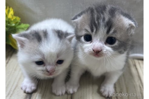 販売中の山口県のスコティッシュフォールド-113966の9枚目
