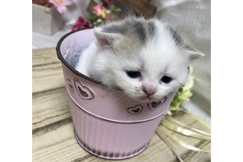 販売中の山口県のスコティッシュフォールド-113966の2枚目