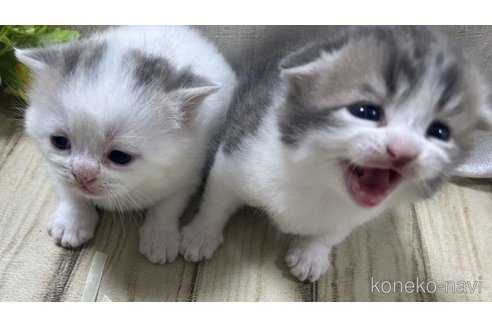 販売中の山口県のスコティッシュフォールド-113966の3枚目