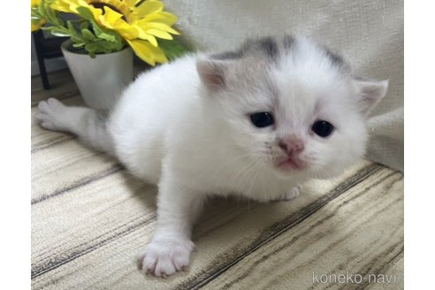 販売中の山口県のスコティッシュフォールド-113966の4枚目