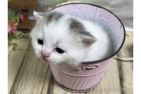 販売中の山口県のスコティッシュフォールド-113966の6枚目