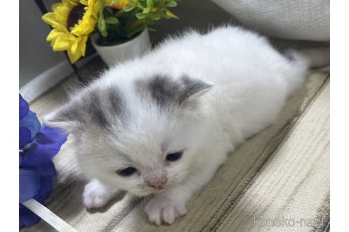 販売中の山口県のスコティッシュフォールド-113966の7枚目